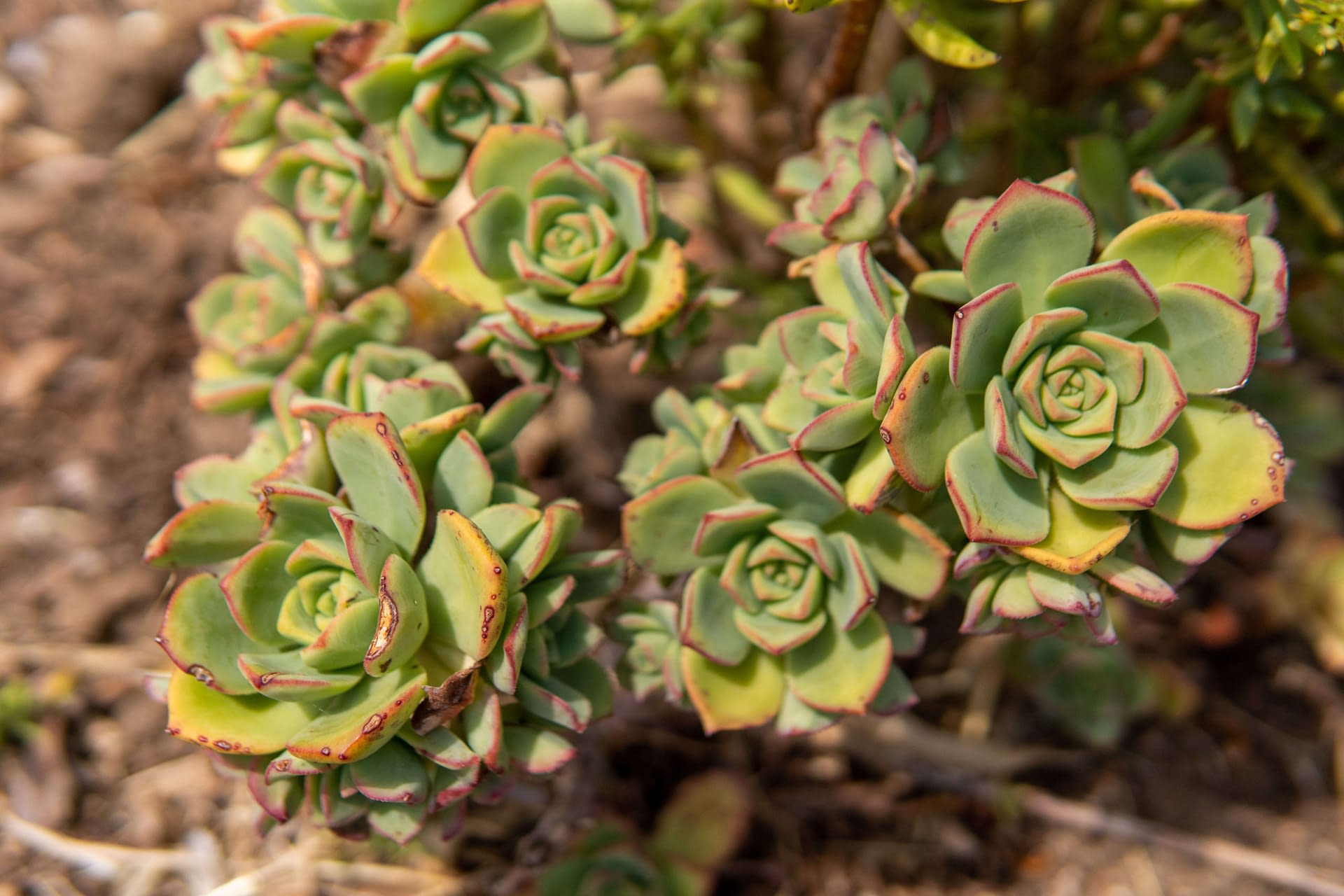Xeriscaping DroughtResistant Plants in Northern Nevada DRC